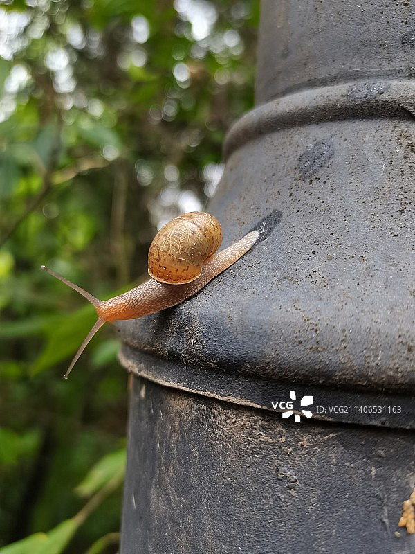 蜗牛图片素材
