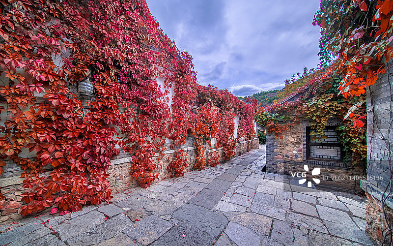 秋季变红叶子北京市密云区古北水镇图片素材