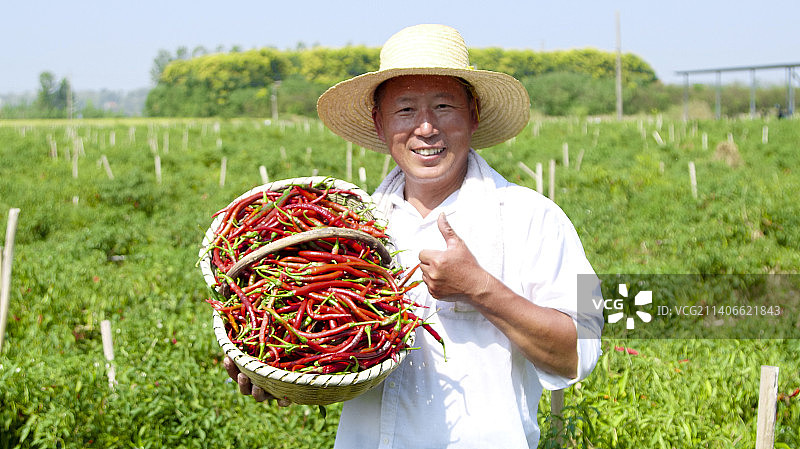 辣椒产地图片素材