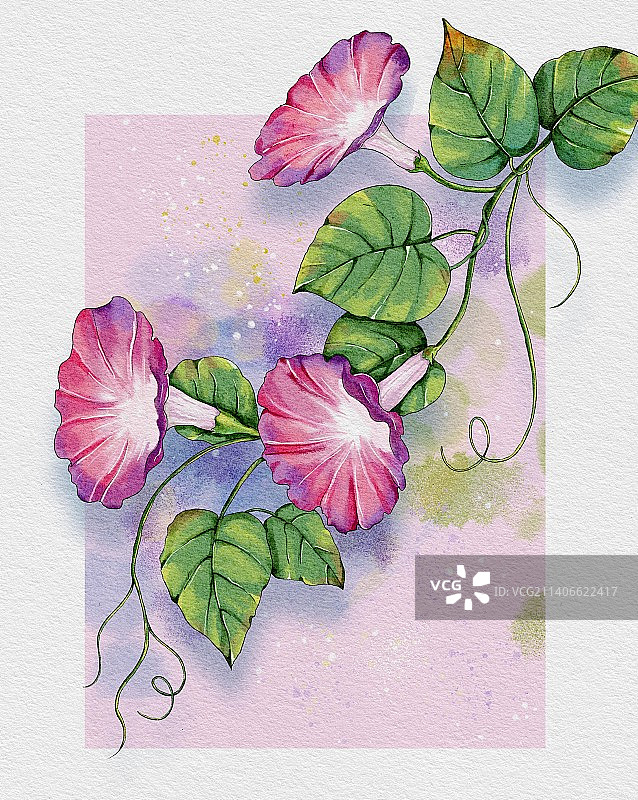 水彩牵牛花图片素材