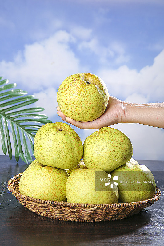 深底上的砀山酥梨图片素材