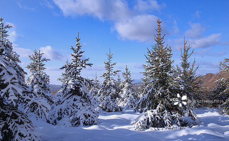 内蒙古冬季冰雪松树图片素材