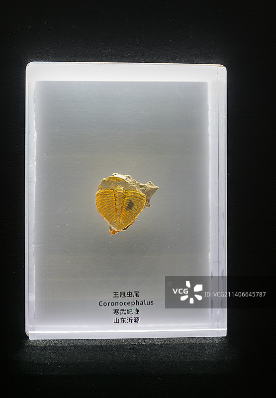 古生物化石，科普，王冠虫图片素材