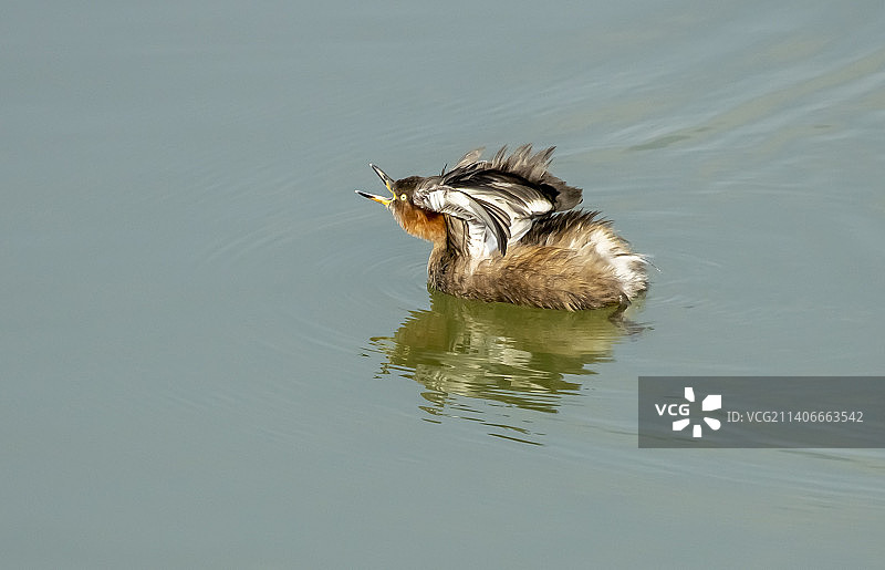 发怒大叫的小鸊鷉图片素材