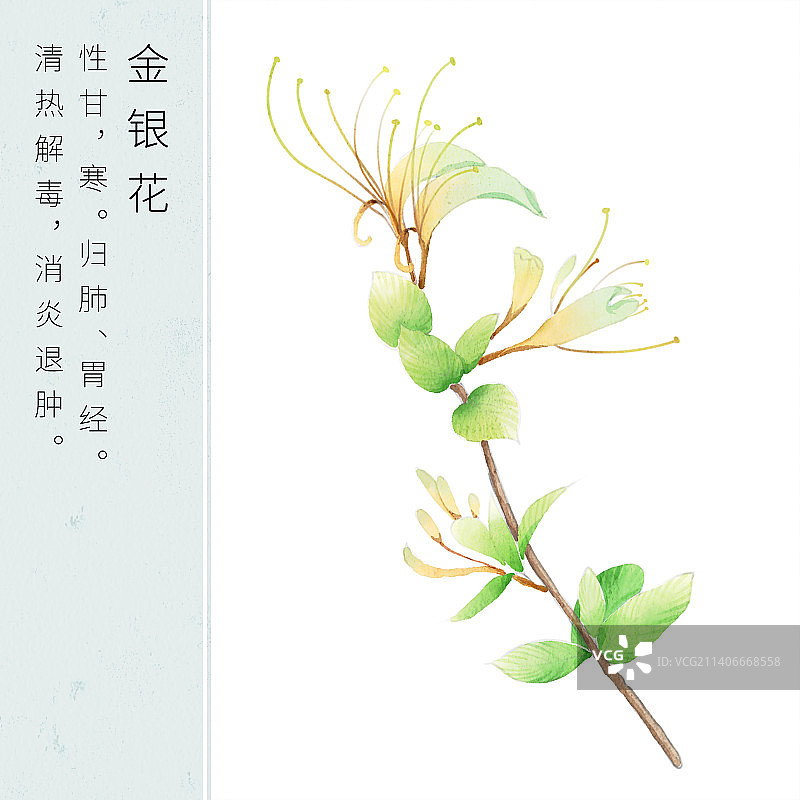 中草药金银花图片素材