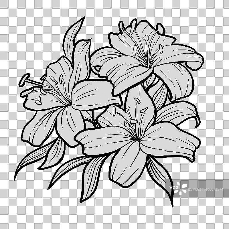 百合花图片素材