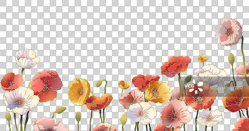 虞美人花朵插画图片素材