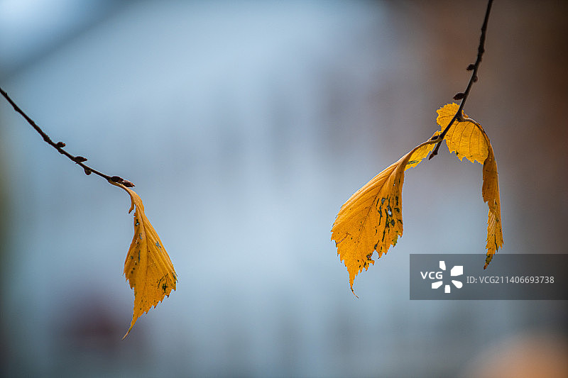 深秋落在地面的黄叶图片素材