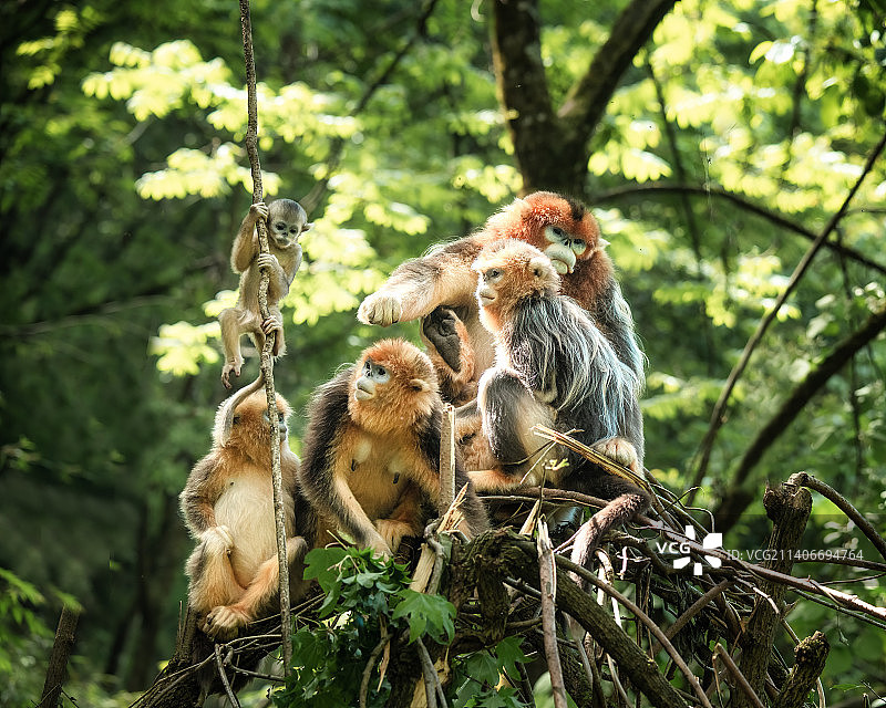 川金丝猴（绵阳市平武县）图片素材