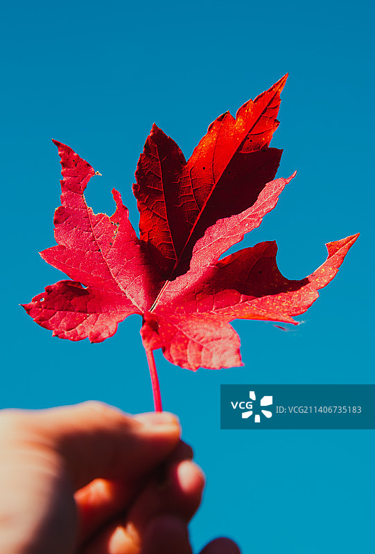 手持红叶图片素材