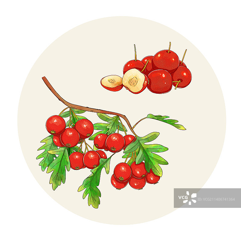 手绘水彩中药药材山楂插画图片素材