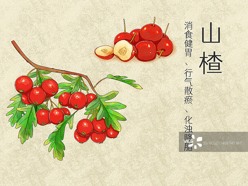 手绘水彩中药药材山楂插画图片素材