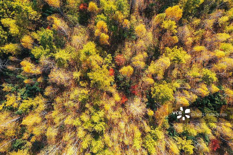 内蒙古呼伦贝尔市额尔古纳市莫尔道嘎国家森林公园大兴安岭林区与公路秋季户外航拍正上方视角图片素材