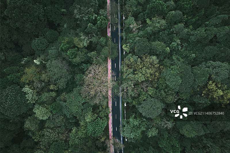 森林之路图片素材