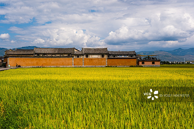大理喜洲稻田丰收田园风光白族建筑图片素材