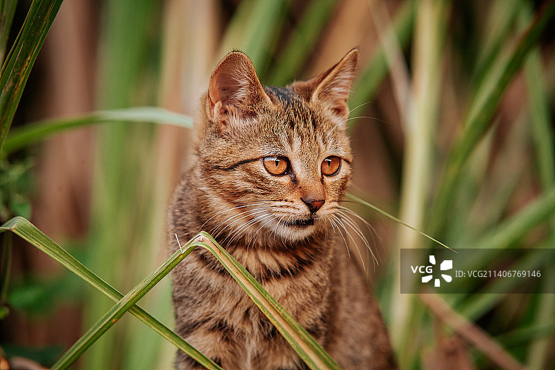 猫猫学长图片素材
