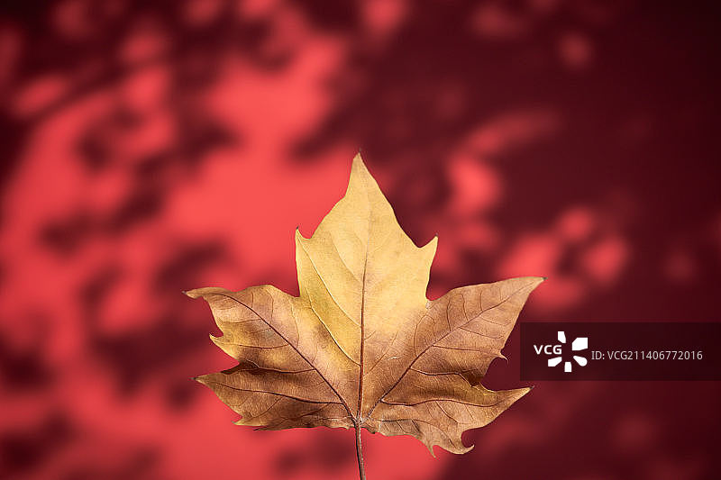 枫叶的特写镜头图片素材