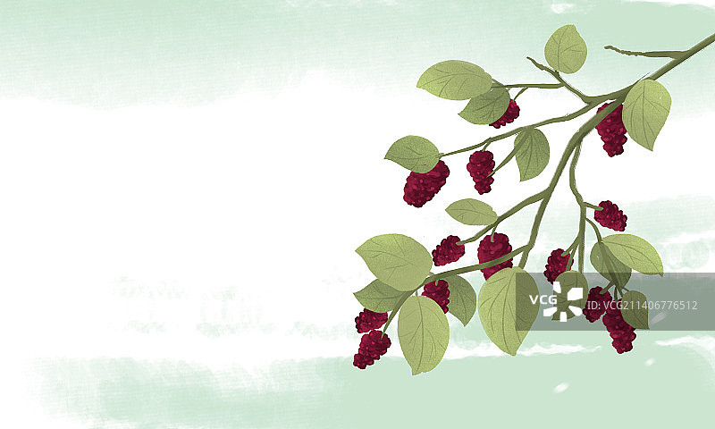 中国风水墨诗意桑葚枝干水果水墨画图片素材