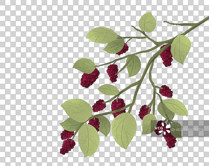 中国风水墨诗意桑葚枝干水果水墨画元素图片素材