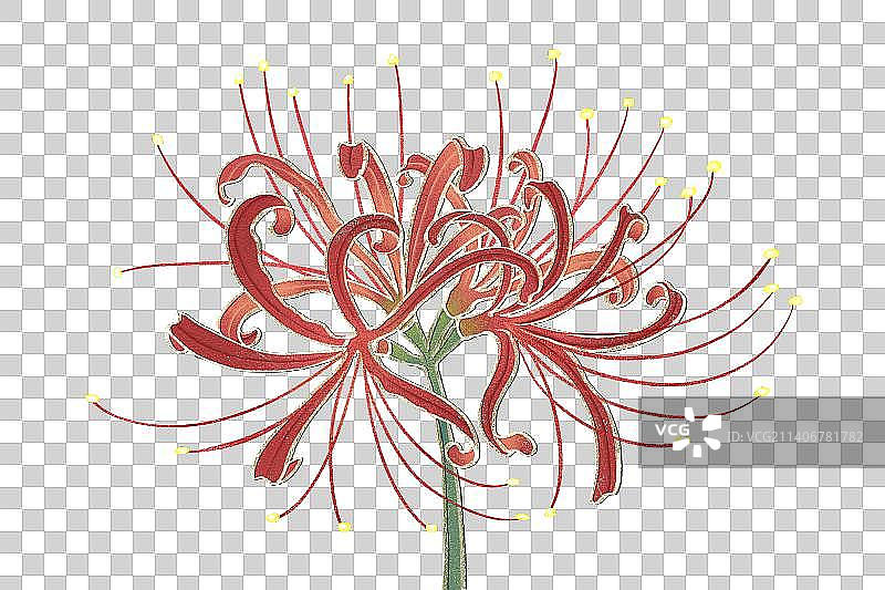 肌理岩彩风格植物系列彼岸花图片素材