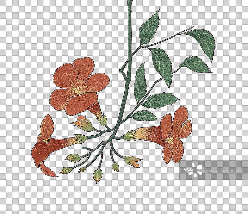 肌理岩彩风格植物系列凌霄花图片素材