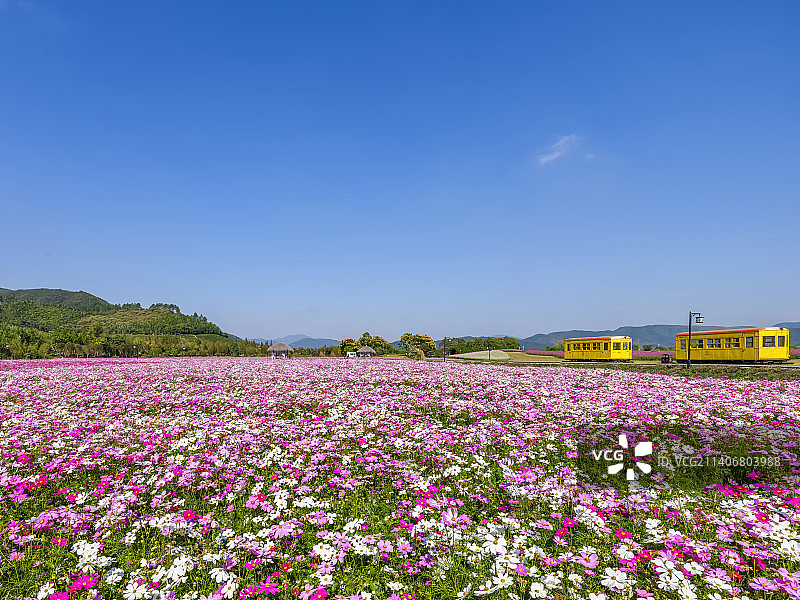 杭州余杭区径山花海图片素材
