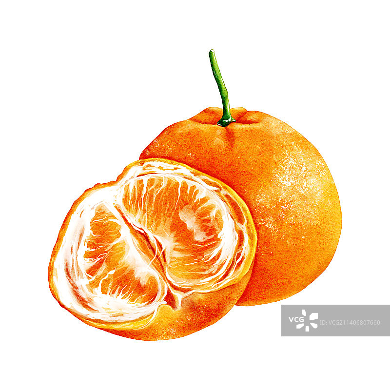 手绘水果柑橘图片素材
