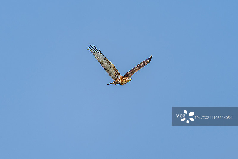 白尾鹞图片素材