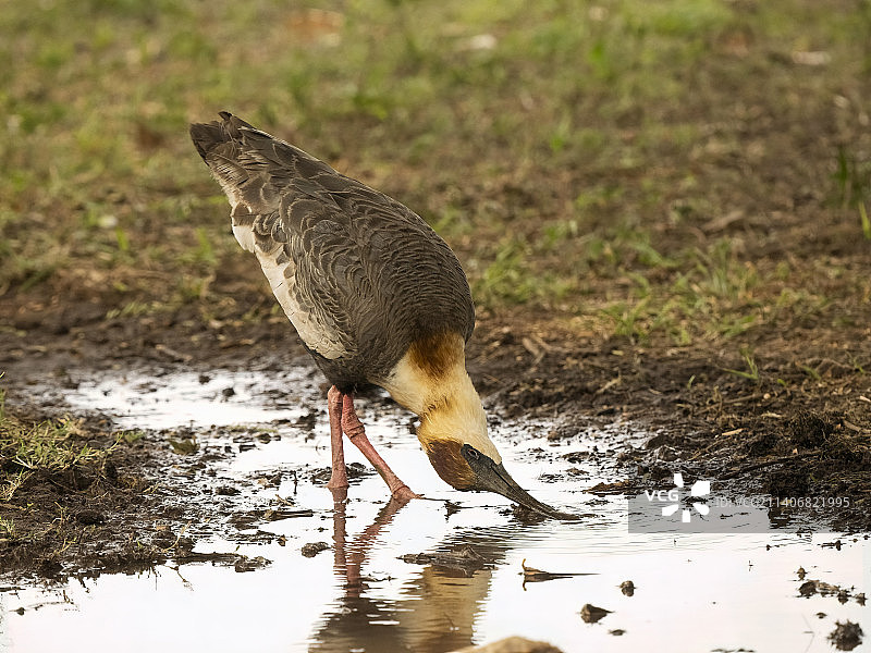 棕颈彩鹮图片素材