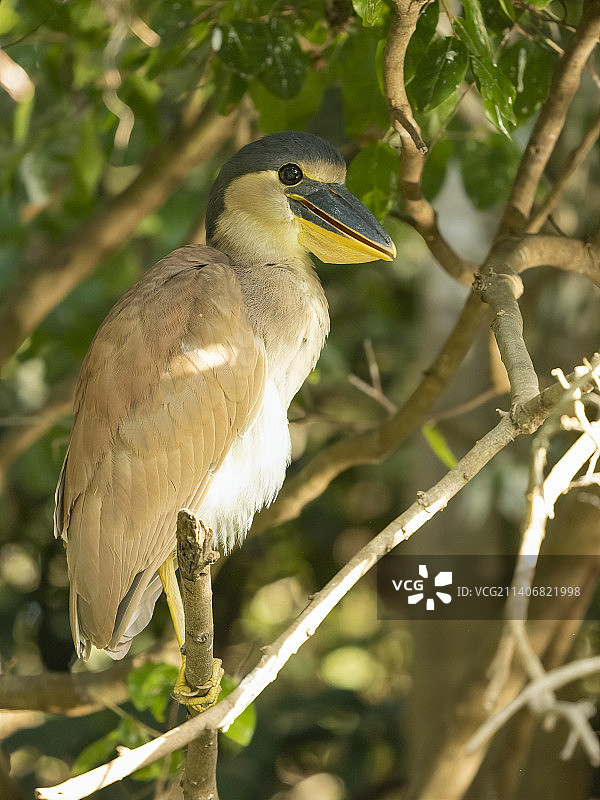 Boat-billed鹭图片素材