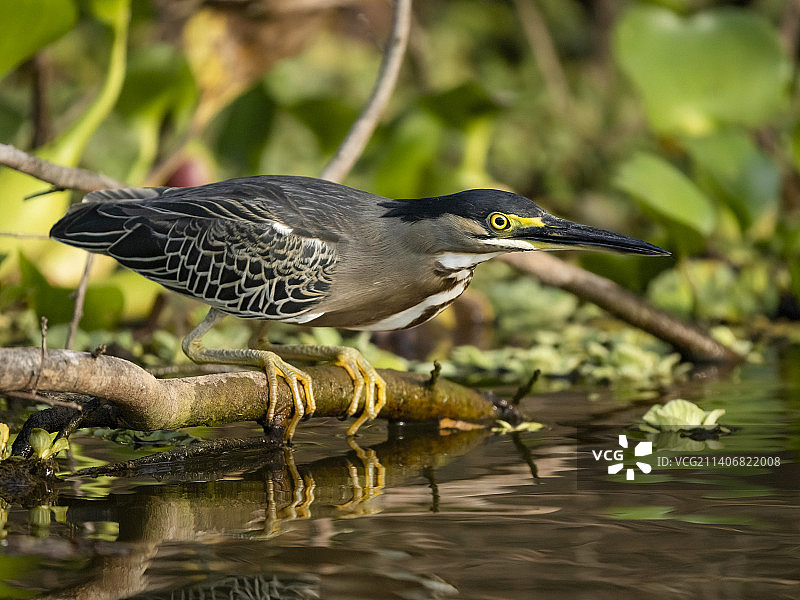 条纹苍鹭图片素材