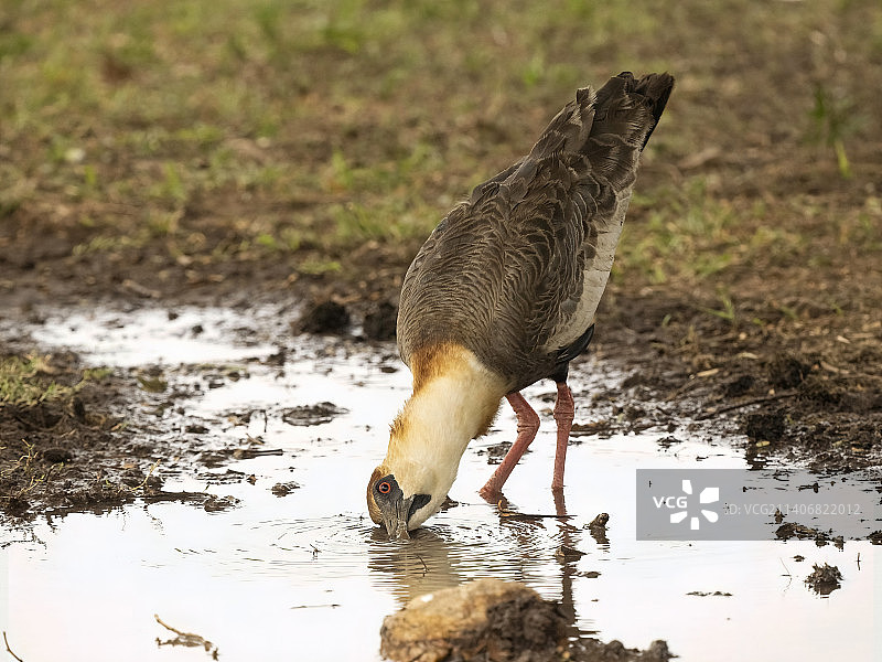 棕颈彩鹮图片素材