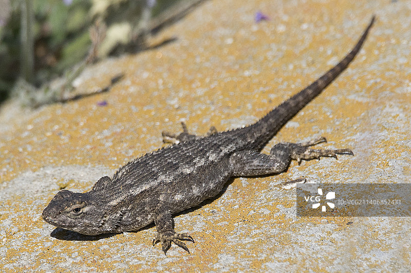 西部栅栏蜥蜴图片素材