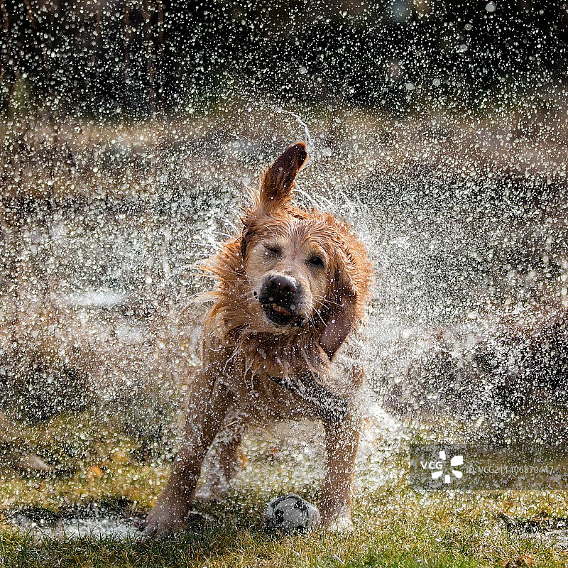 一只金毛猎犬在雨中奔跑图片素材