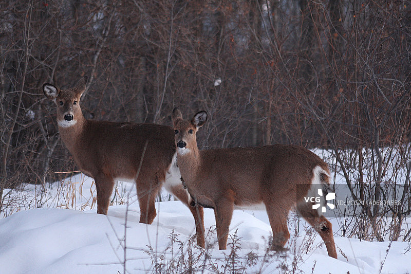加拿大加蒂诺的森林中的两棵白桦树图片素材