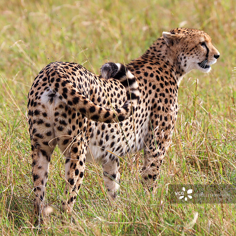 猎豹在白天行走在田野上的背影图片素材
