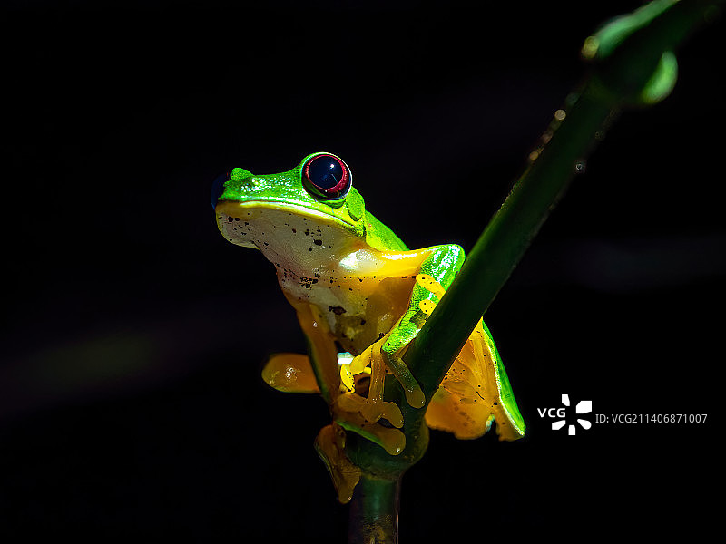 特写：哥斯达黎加树枝上的红色图片素材