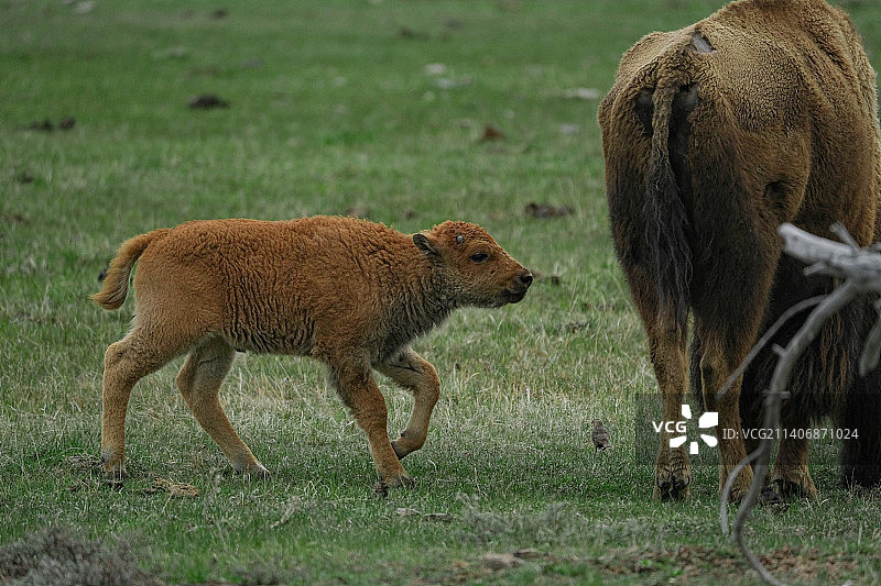 白天在野外放牧的一群野生动物的特写图片素材