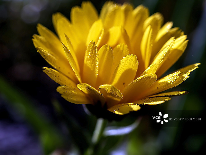 花瓣上带着露水的黄色金盏花图片素材