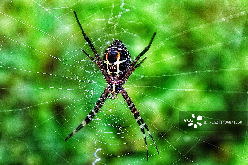 蛛网上的蜘蛛特写图片素材