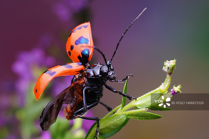 花园里的小侠图片素材