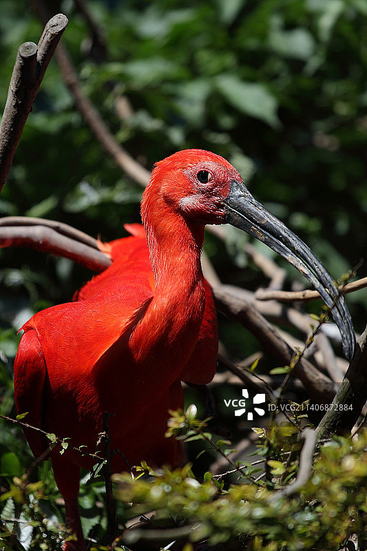 宜必思鸟栖息在树枝上的特写镜头图片素材