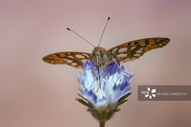土耳其马拉蒂亚：蝴蝶在紫色花朵上采蜜特写图片素材