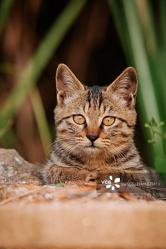 猫猫学长图片素材