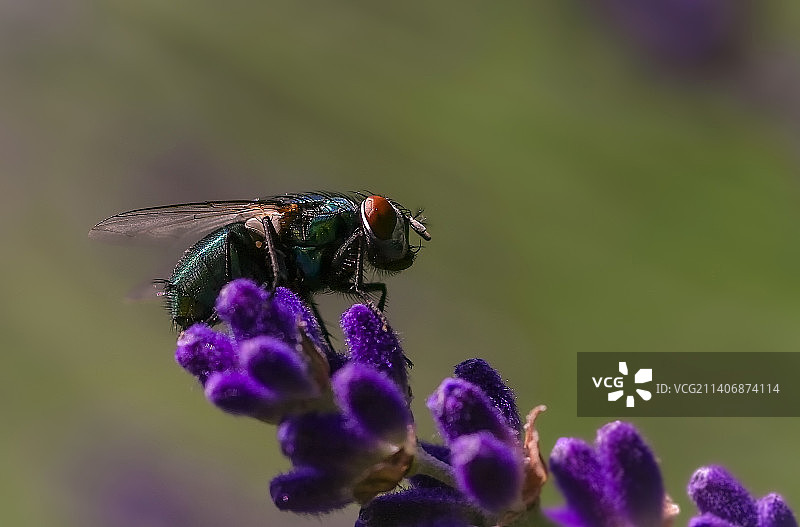 紫色花朵上的昆虫特写，瑞士比伯伦图片素材