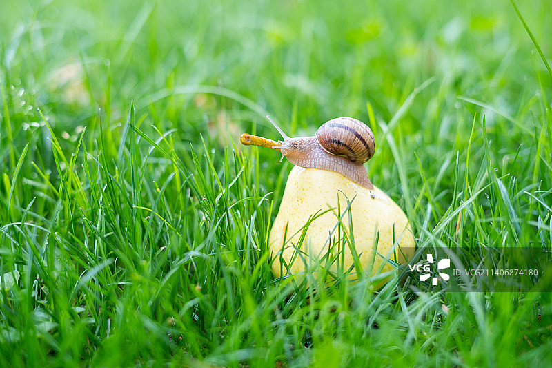 波斯尼亚和黑塞哥维那萨拉热窝草地上的蜗牛特写图片素材