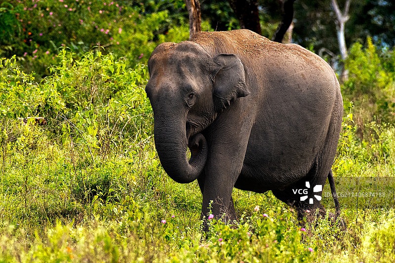 白天在森林的田野上行走的小象图片素材