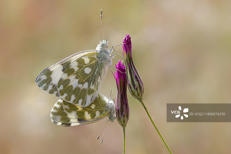 蝴蝶在花上采蜜特写，土耳其马拉蒂亚图片素材