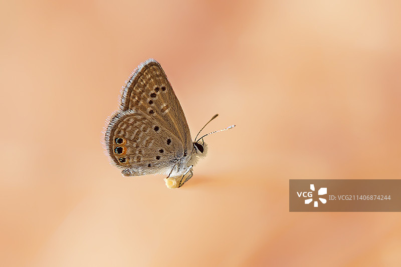 土耳其马拉蒂亚花朵授粉的蝴蝶特写图片素材