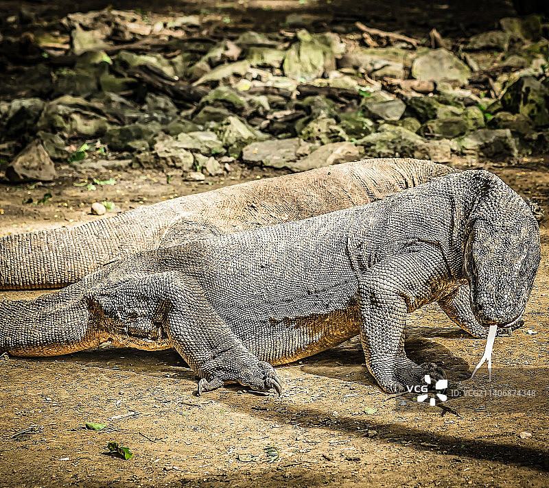 印度尼西亚陆地上的鬣蜥特写图片素材